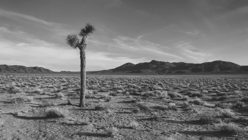 El árbol llamado Joshua Tree en el desierto Mojave
