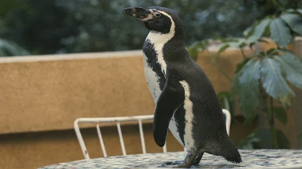 Crítica: Lecciones de un pingüino, película de drama y comedia