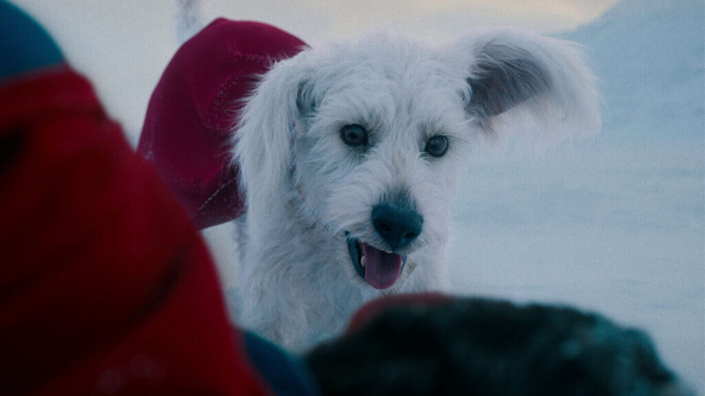 Krypto se convierte en un gran punto de humanidad para Superman / Foto: Warner
