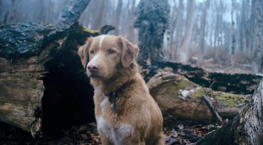 indy en el bosque