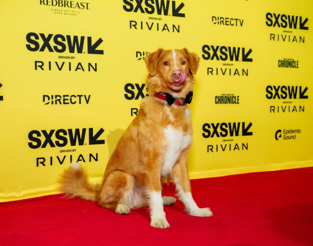 Indy el perro